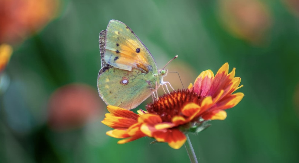 Schmetterling mittel